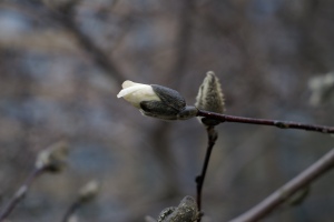 Budding Magnolia 